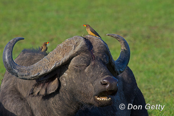 African Buffalo