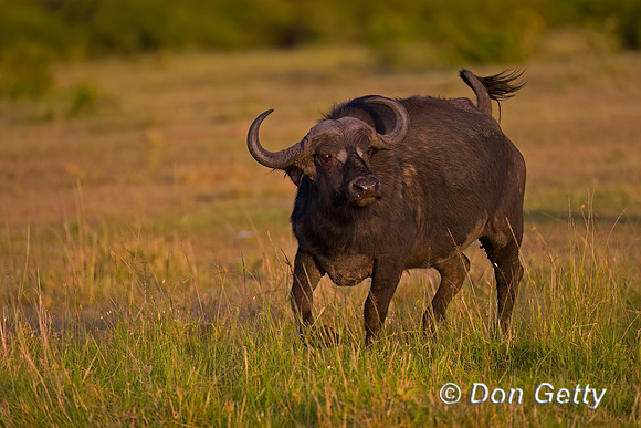 African Buffalo