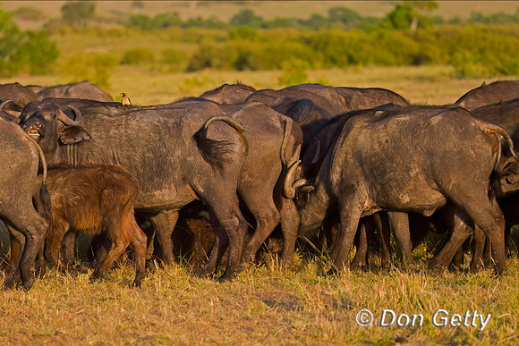 African Buffalo