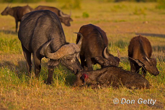 African Buffalo