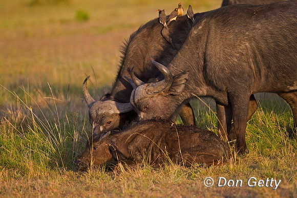 African Buffalo
