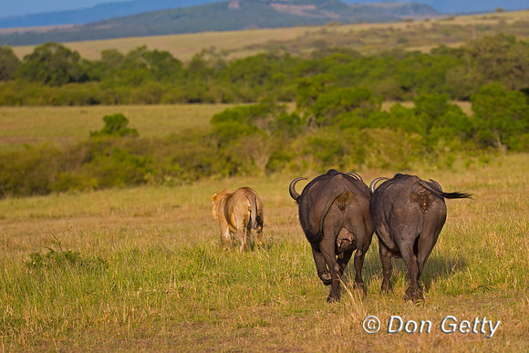 African Buffalo