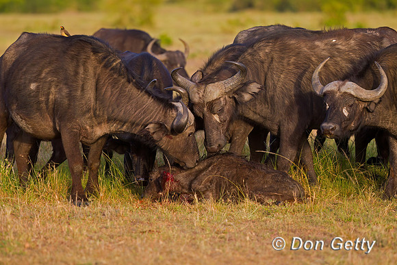 African Buffalo