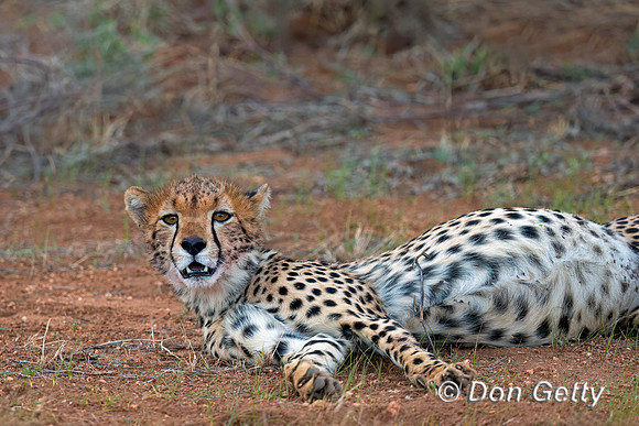 Cheetah