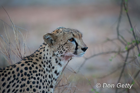 Cheetah