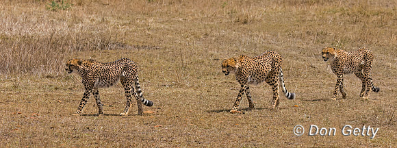 Cheetah