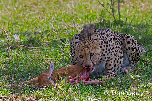 Cheetah