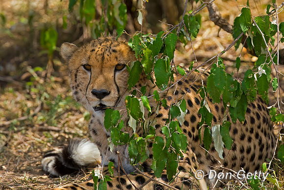 Cheetah