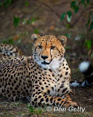 Cheetah