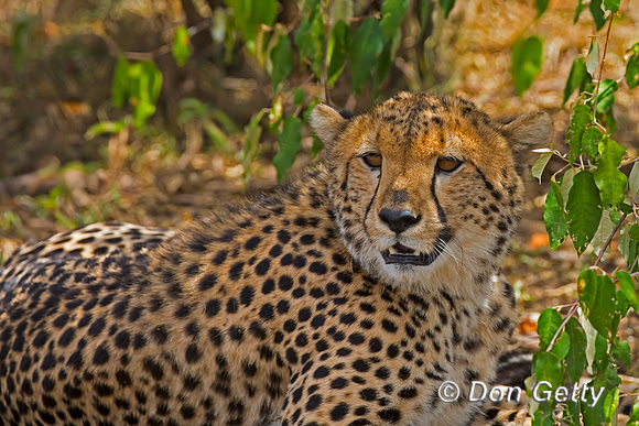 Cheetah