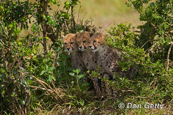 Cheetah