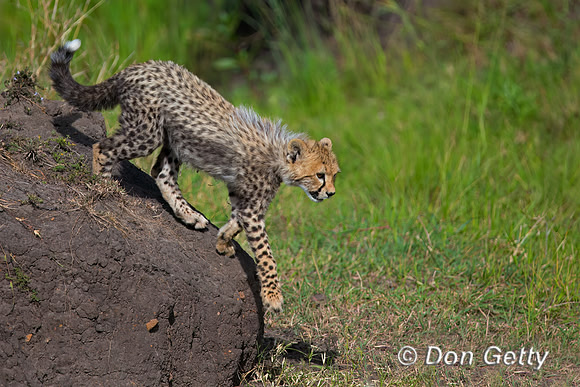 Cheetah