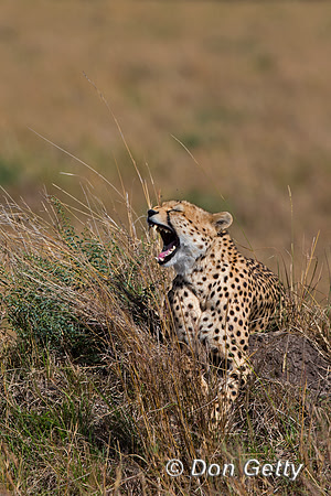 Cheetah