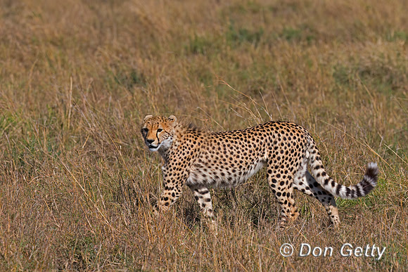Cheetah