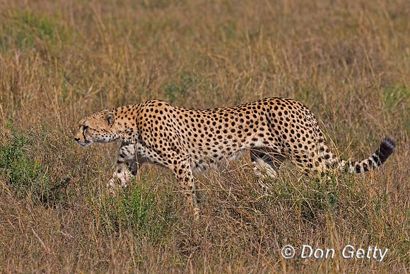 Cheetah