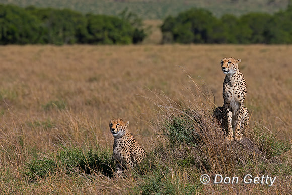 Cheetah