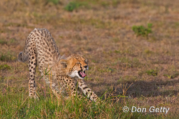 Cheetah