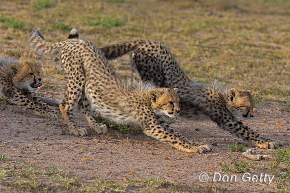 Cheetah