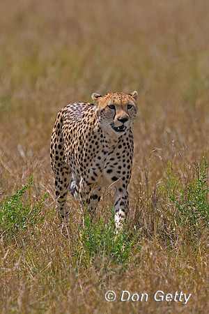 Cheetah