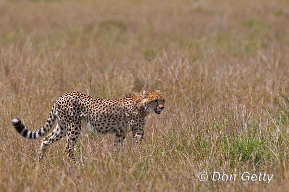 Cheetah