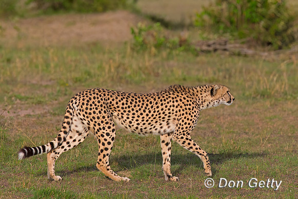 Cheetah
