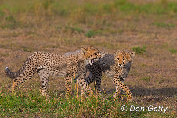 Cheetah