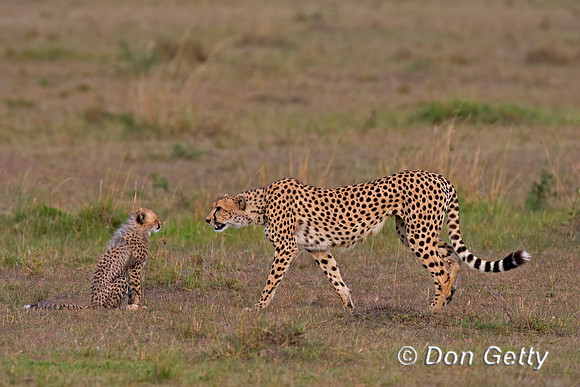 Cheetah