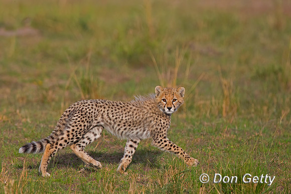 Cheetah
