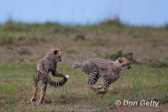 Cheetah