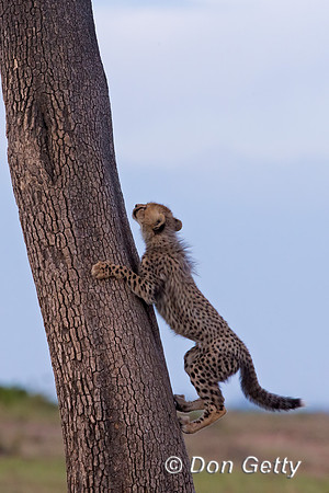 Cheetah