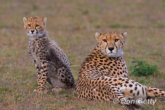 Cheetah