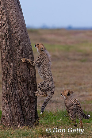 Cheetah