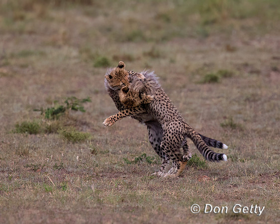 Cheetah