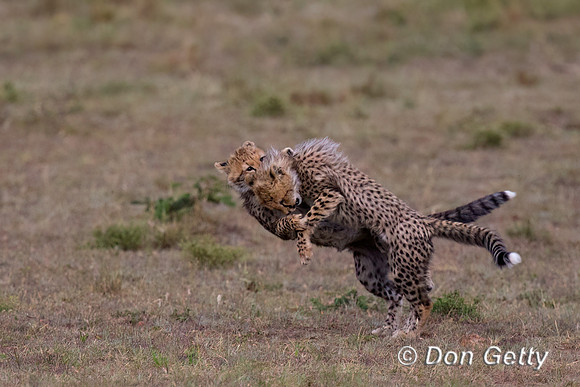 Cheetah