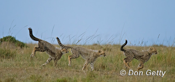 Cheetah