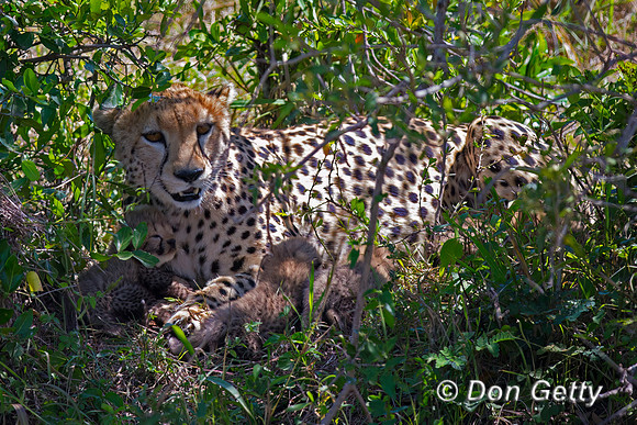 Cheetah