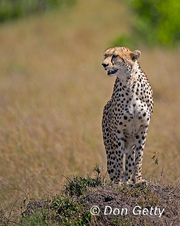 Cheetah