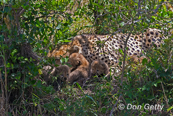 Cheetah
