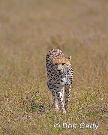 Cheetah