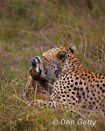 Cheetah