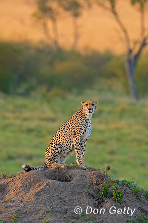 Cheetah