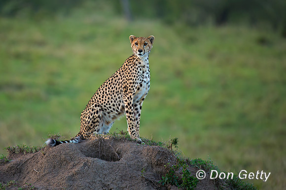 Cheetah