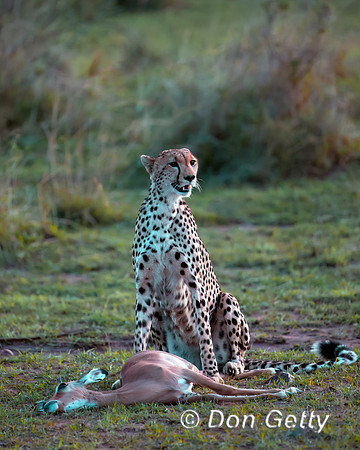 Cheetah