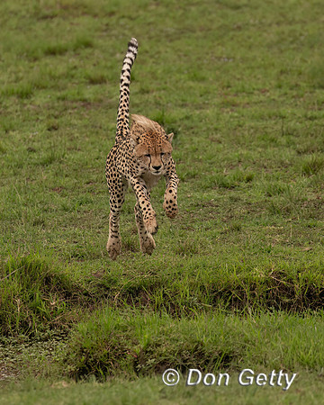 Cheetah