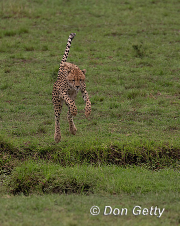 Cheetah