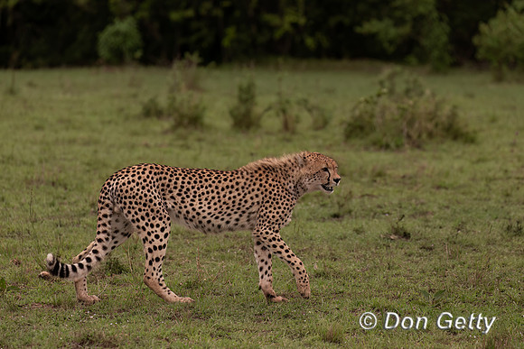 Cheetah