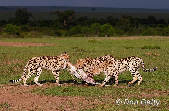 Cheetah