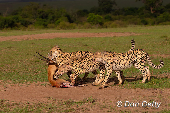 Cheetah