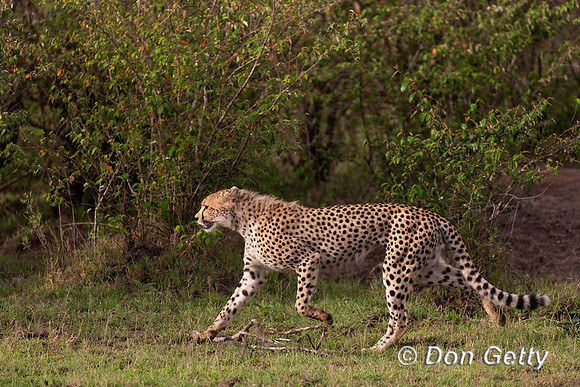 Cheetah