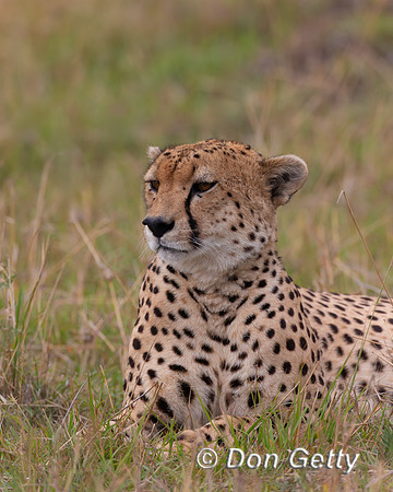 Cheetah